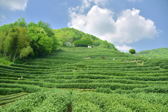 我国七大茶系都有哪些？(图1)