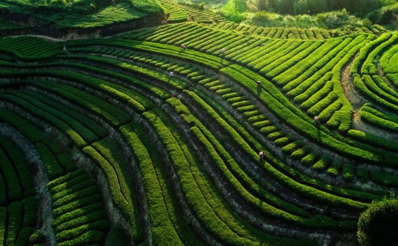 鹿春堂东方茶饮用纯茶鲜奶做新式国潮茶饮(图1)