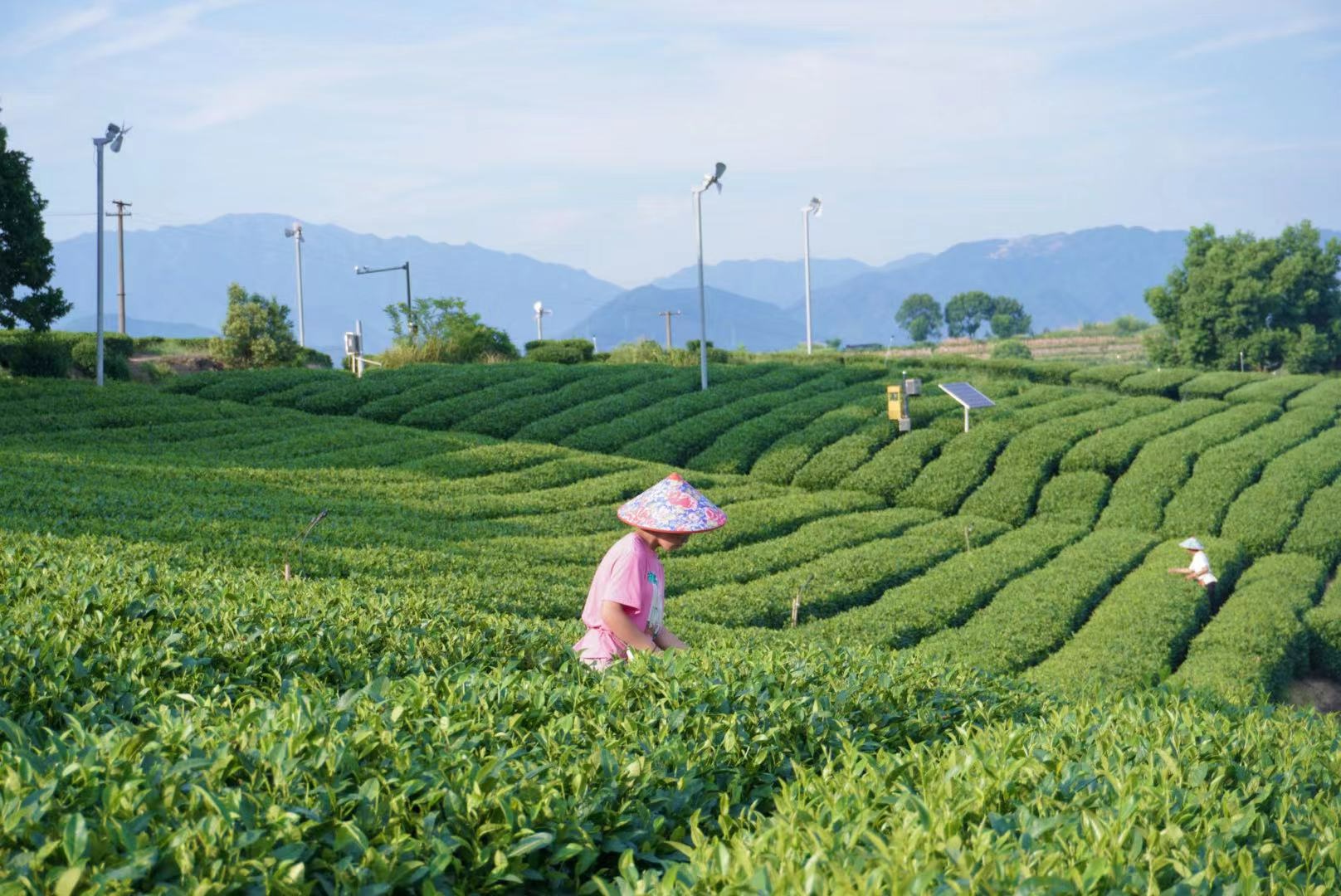 一张表看清16种茶叶的茶多酚含量(图1)