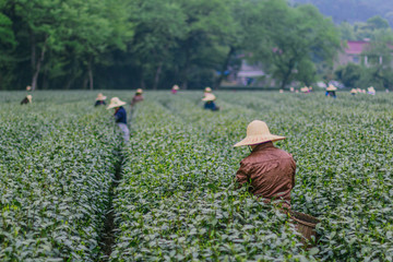 长期喝茶叶的人怎么样？