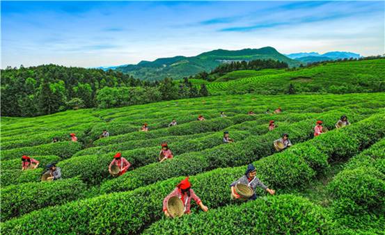 门店超2500家霸王茶姬能成为茶饮界的“