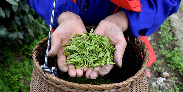 探访非遗西山白露制茶技艺：300度高温铁锅中手不离茶(图1)