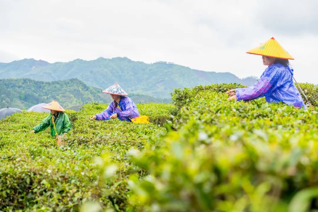 聚焦云南白药天颐茶品一展中国茶叶品牌新风