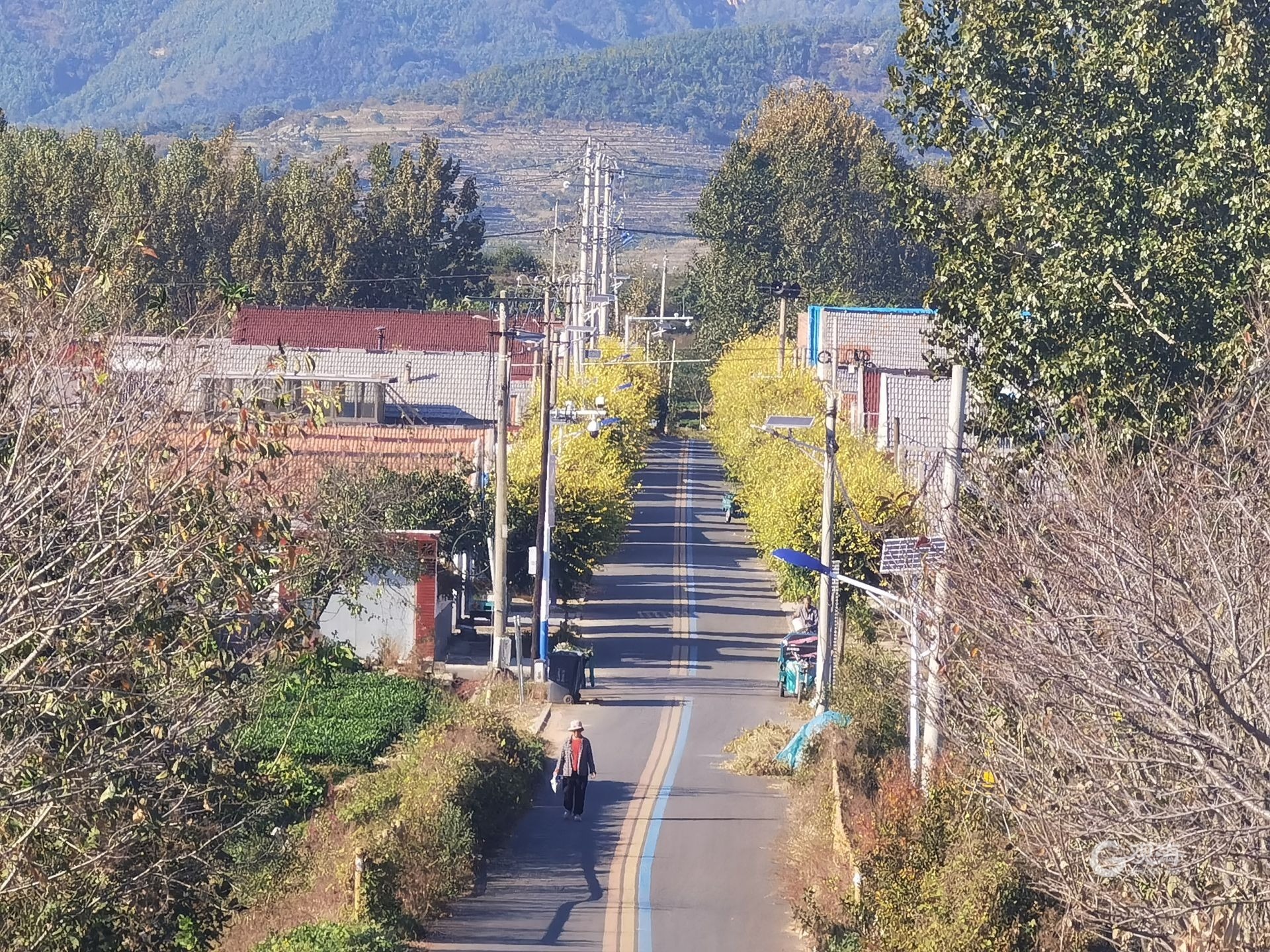 青岛西“极”村：“南茶北引”第jbo竞博一站村民至今仍以种茶为业(图1)