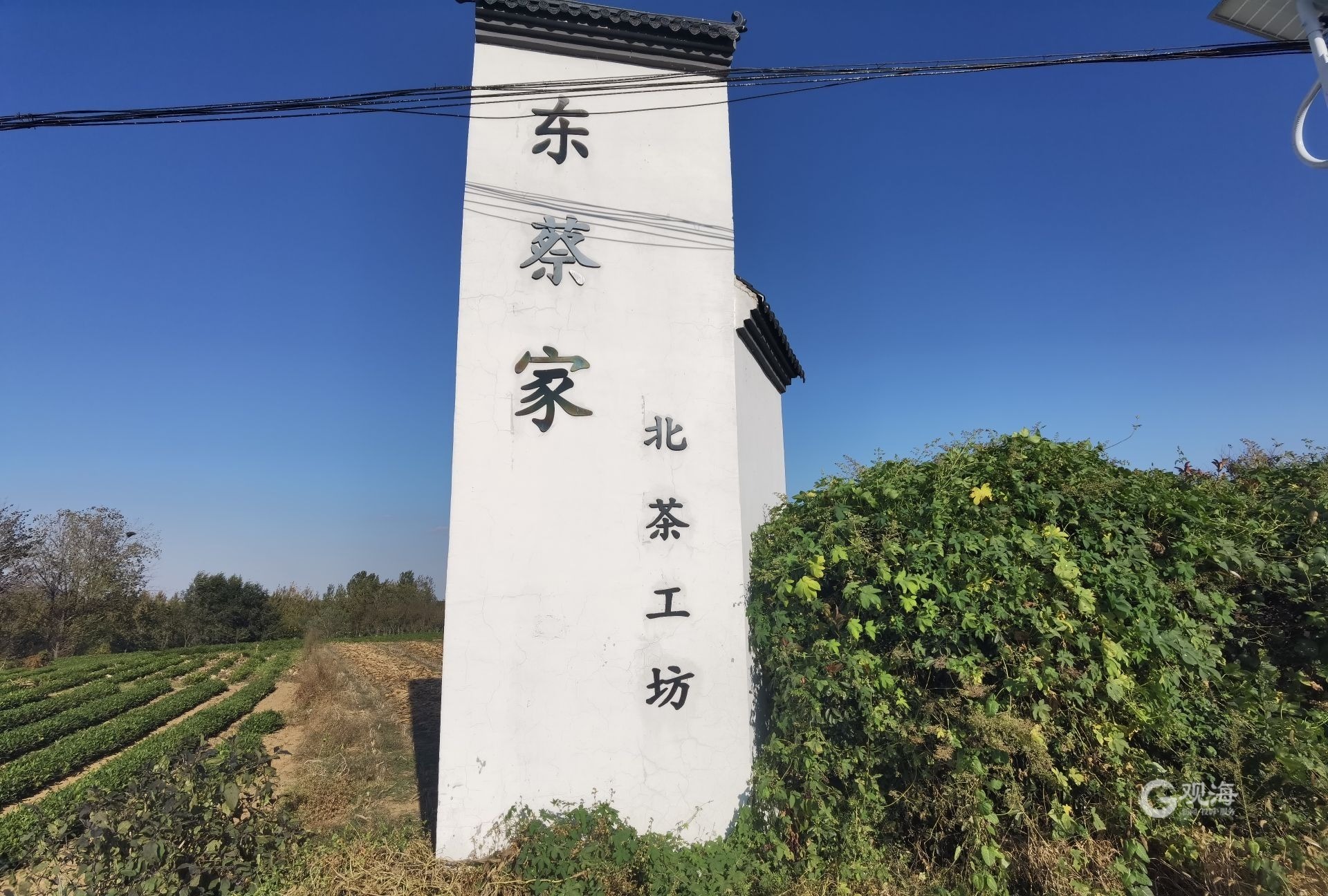 青岛西“极”村：“南茶北引”第jbo竞博一站村民至今仍以种茶为业(图2)