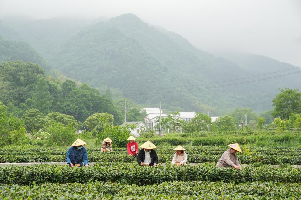 2019临沧“天下茶尊”茶叶节