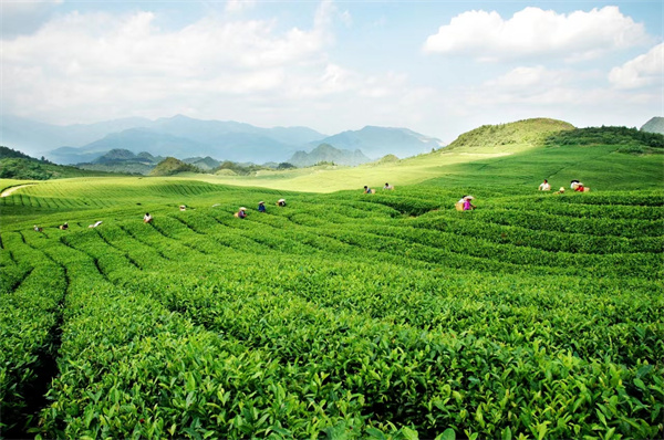 国饮川茶·网通全球｜“茶业电商直播基地”开园仪式在宜宾市翠屏区成功举办(图1)