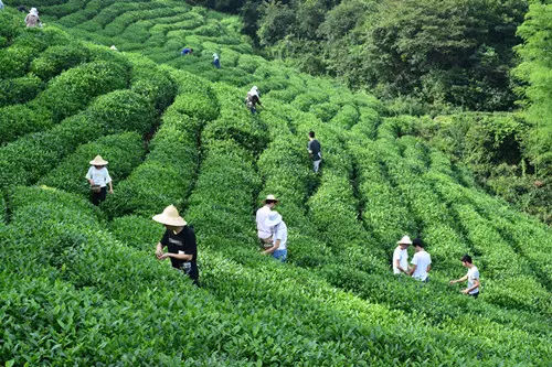 茶叶报价_行情_供求-中药材天地网(图1)