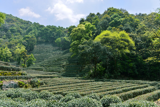 【茶知识】饮茶文化_饮茶健康_泡茶工具_