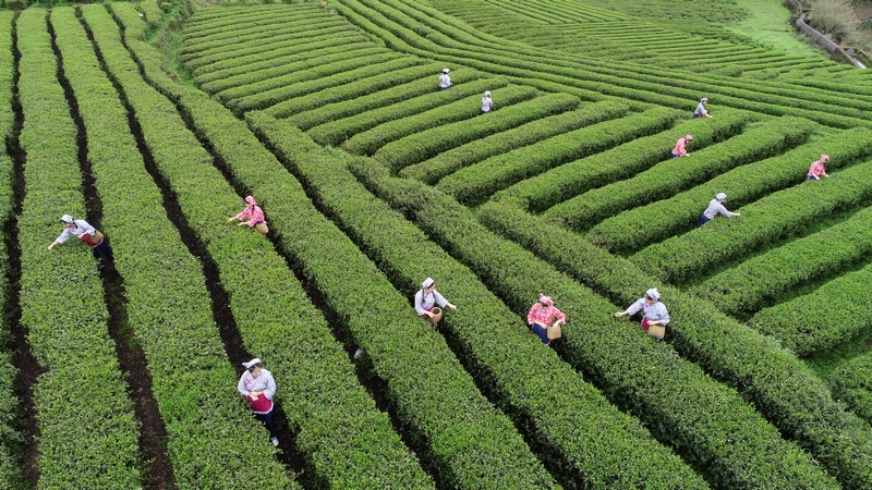 大国复兴看茶叶“三茶”统筹看安溪