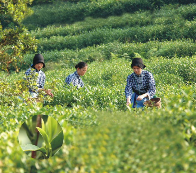 jbo竞博江苏制定全国首个茶叶碳足迹标识认证技术规范(图1)