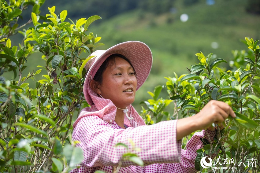 茶香双江 小茶叶的“大作为”(图1)