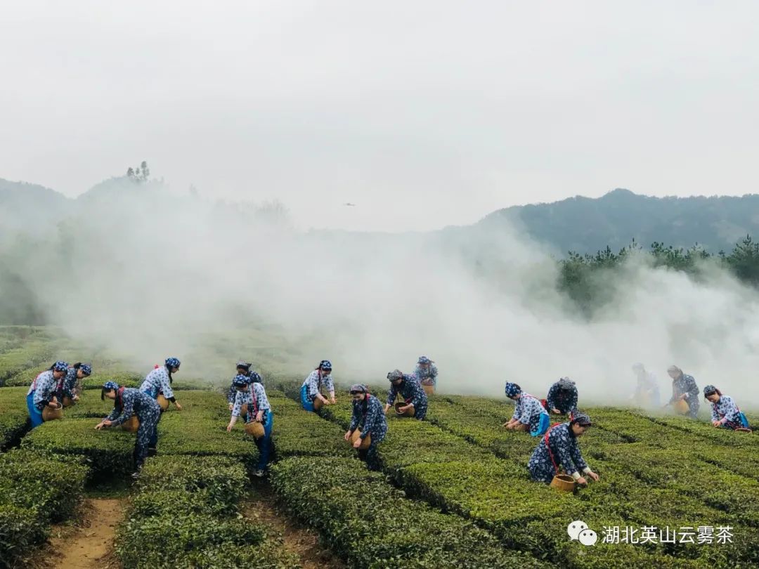 竹叶青茶叶品牌年度整合传播的的策划案（附