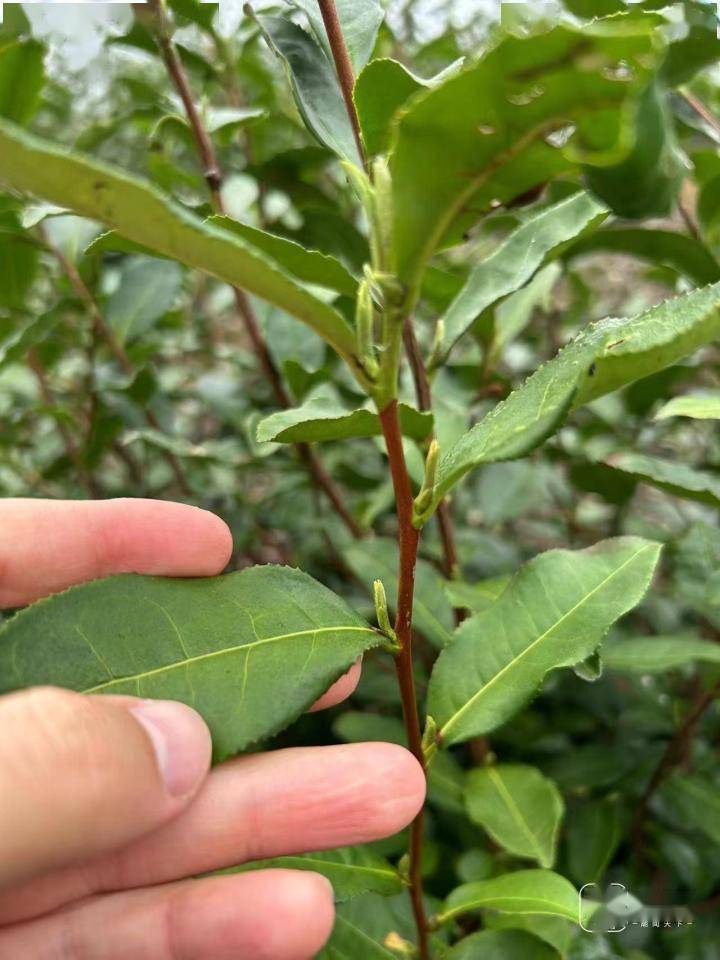 今年的春茶会更好喝浙江省茶叶首席专家：茶