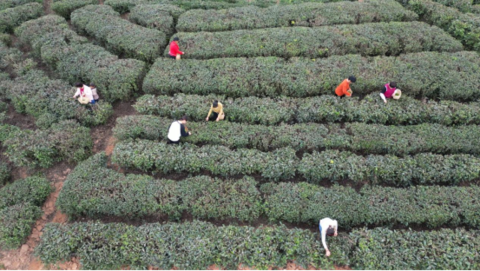 兴业好茶玉林味道(图2)