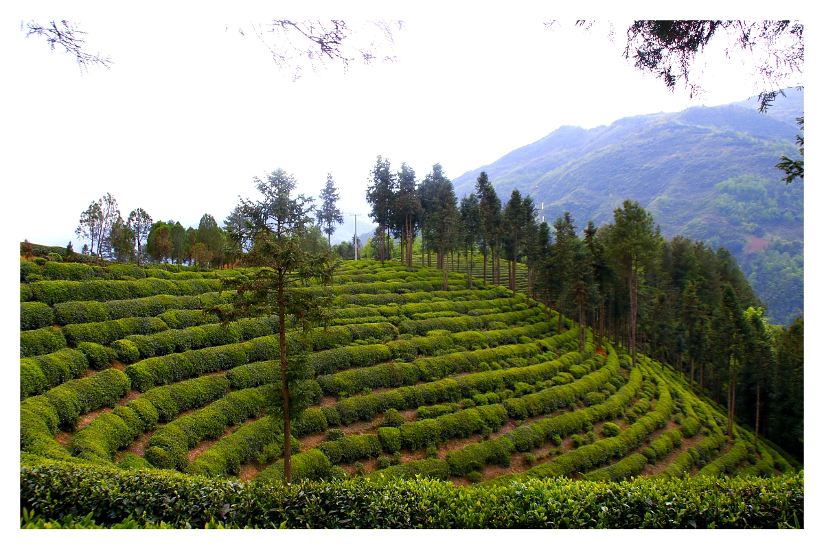 英德春茶全面开采(图1)