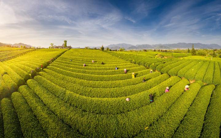 头茬龙井 春分开采