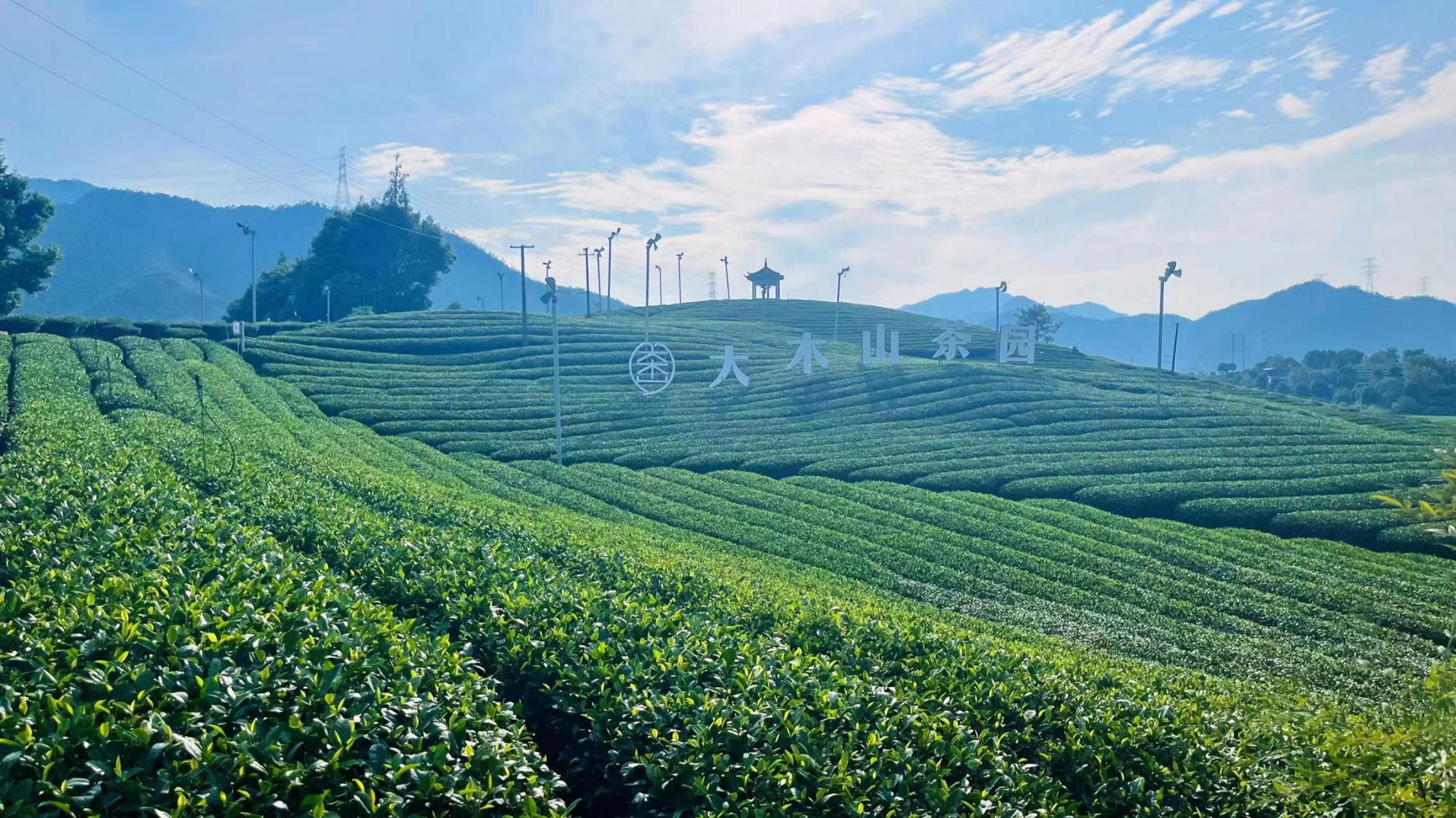 贵价茶叶产区成谜竹叶青茶是“行业黑马”还