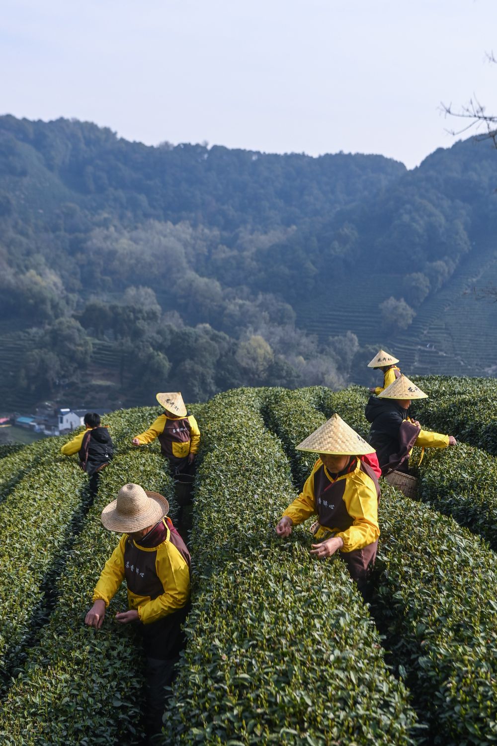 茶叶富侗乡