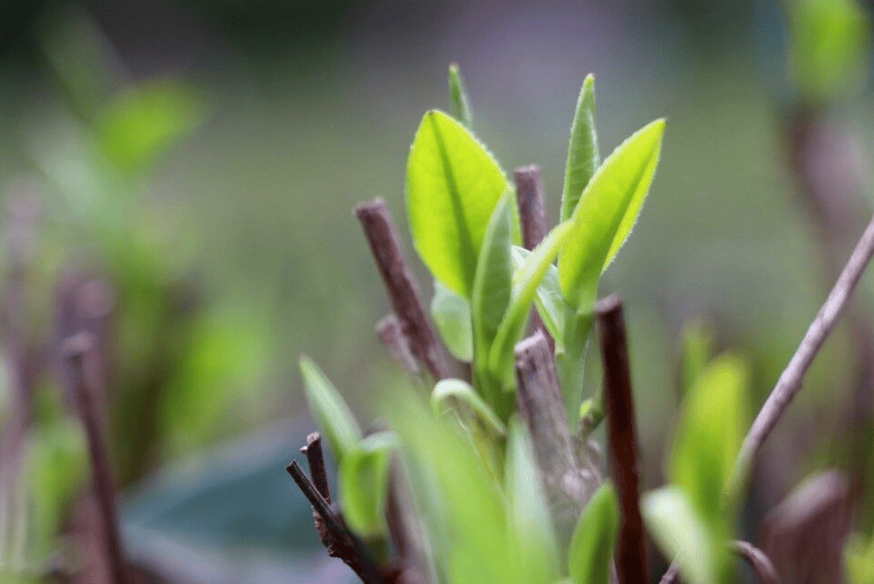 jbo竞博app官网采茶旺季到！英德红茶