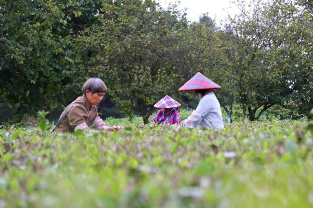 jbo竞博app官网采茶旺季到！英德红茶京东旗舰店即将上线！(图3)