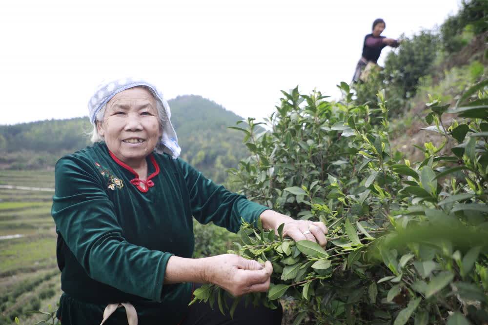 新田：春茶吐新芽 采摘正当时(图1)