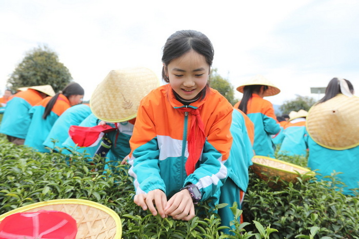 以茶為媒 文旅共富 四川萬源吹響茶葉產業升級號角(图3)