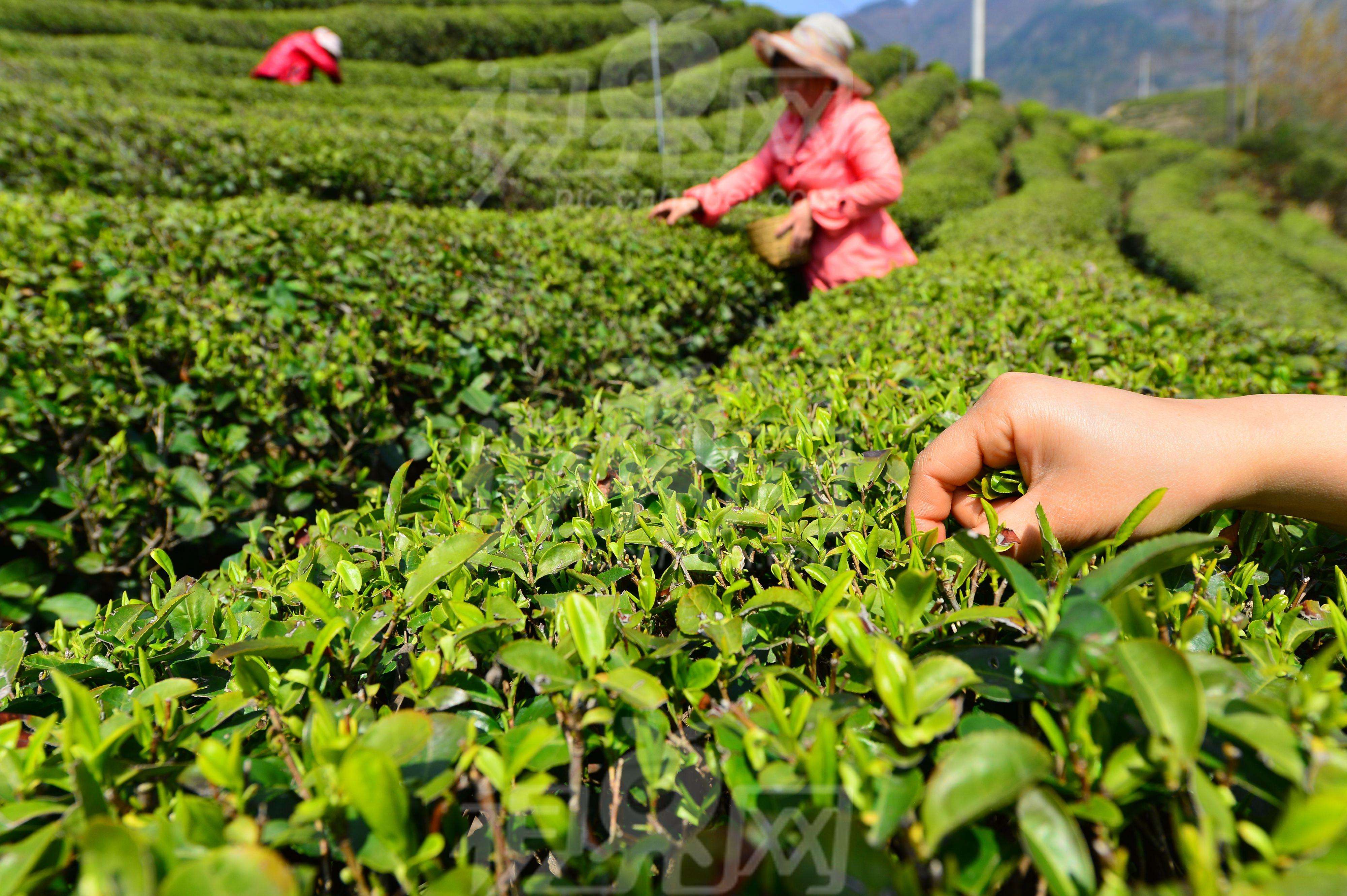 源起蒙顶千秋颂 茶和天下万里同jbo竞博