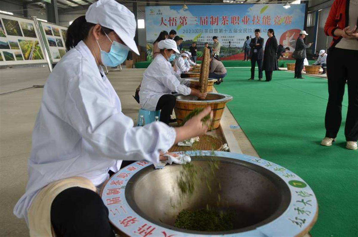 又是一年茶飘香湖北大悟30万亩春茶开始采