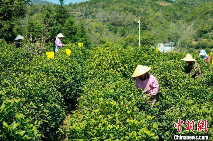 安徽祁门红茶开园采摘(图4)