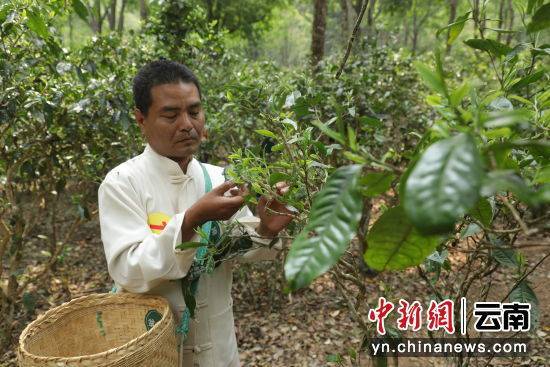 普洱景迈山举行春茶开采节(图2)