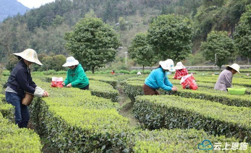 宣恩珠山：春jbo竞博茶“产销两旺”(图1)