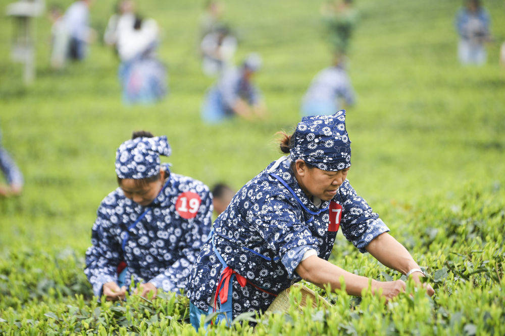 茶园里的新茶事——茶产业多元发展观察jb