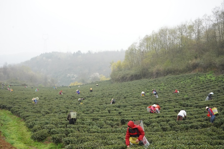 上春山采春茶！一图读懂热销海内外的广jbo竞博东“茶”(图1)