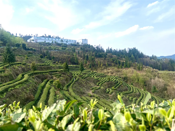 新茶饮告别野蛮生长(图1)