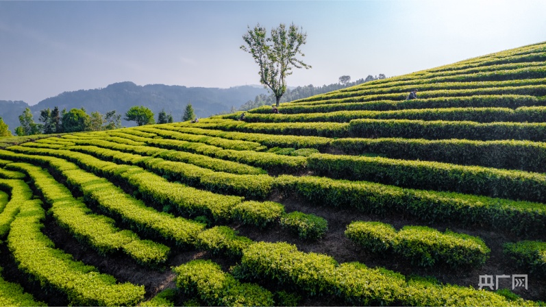 以茶为媒 梁河县2024年回龙茶文化节开jbo竞博幕(图2)