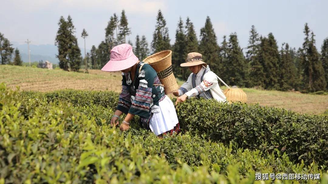 jbo竞博盐津：春暖茶飘香 茶农采茶忙(图4)