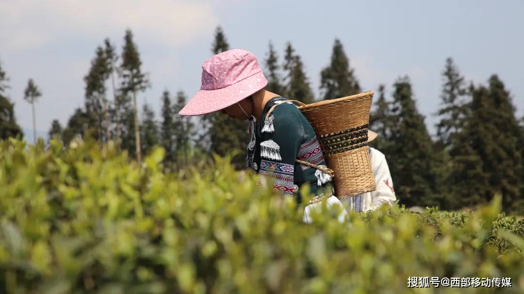 jbo竞博盐津：春暖茶飘香 茶农采茶忙(图5)