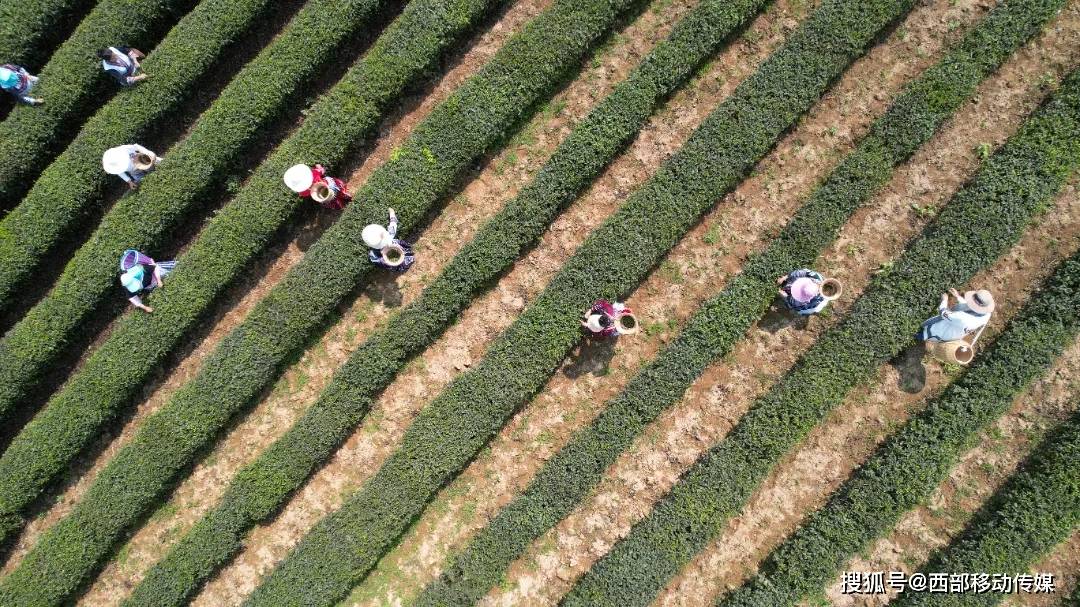 jbo竞博盐津：春暖茶飘香 茶农采茶忙(图8)