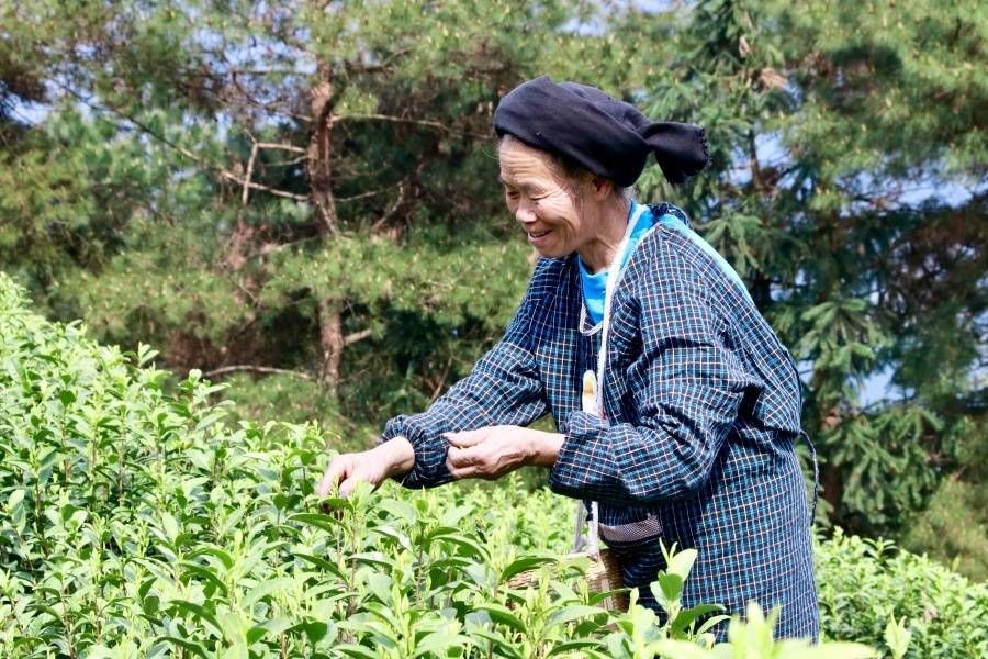 贵州独山茶叶“出山记”——从深山走向世界的一片叶子自述(图2)