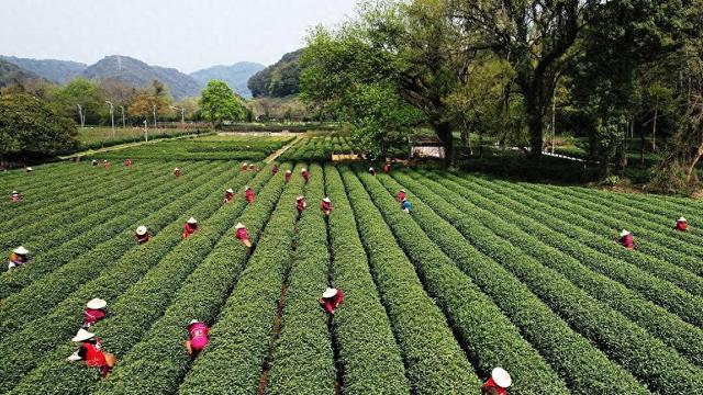 一年狂卖10亿杯 茶百道是如何被喝上市的