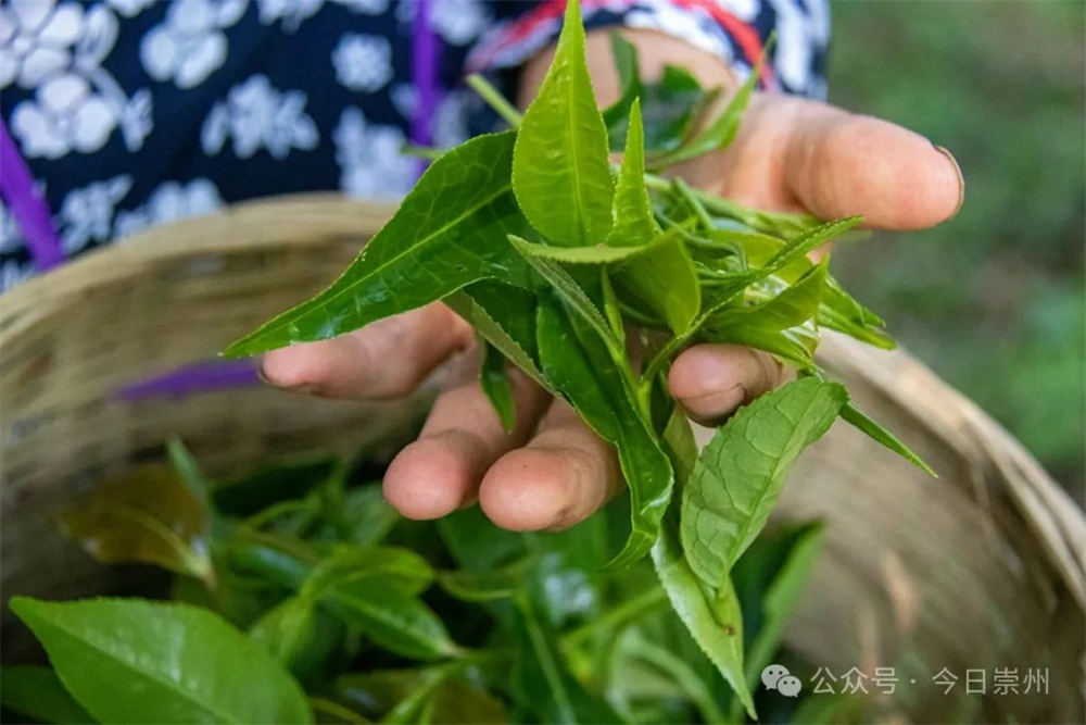 久等了崇州枇杷茶飘香上新jbo竞博app官网(图2)