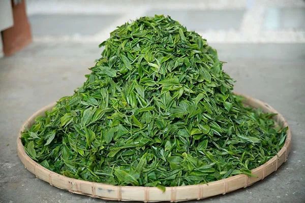 茶叶的功效与作用茶叶的副作用-药效-用法-图片-39药品通(图1)