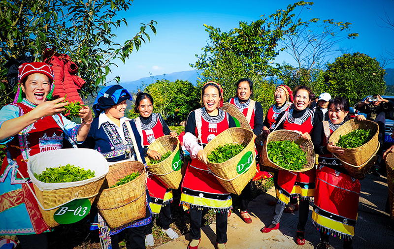 春未到茶已至 云南江城早春茶抢“鲜”开采(图2)