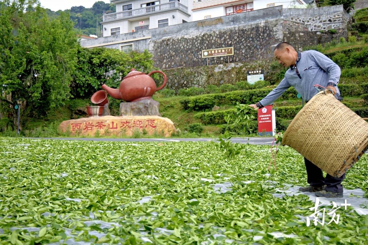 jbo竞博app官网视觉｜绿叶变“金”叶茶文章看大埔(图4)