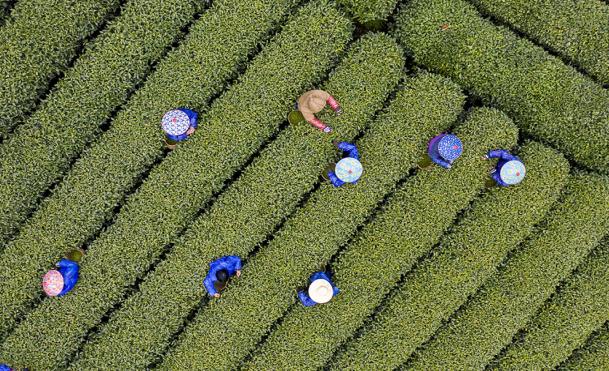 各地春茶上市观察：小叶子大产业茶文章处处