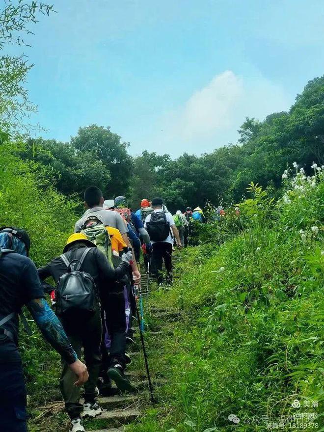 五一去哪里？大罗山这条采茶叶摘野果挖野菜