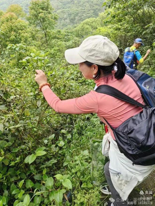 五一去哪里？大罗山这条采茶叶摘野果挖野菜的线路你喜欢吗？(图23)