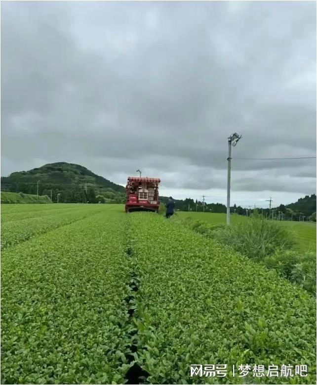 出事了农夫山泉董事长钟睒睒雨中奔赴日本挑选出的顶级茶叶？(图3)