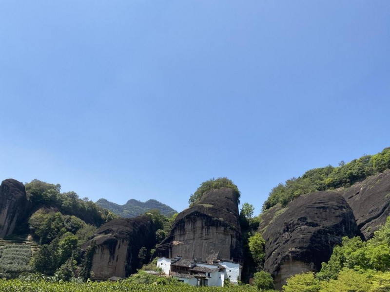 jbo竞博马头岩茶叶开启一年一度春茶采茶季(图2)